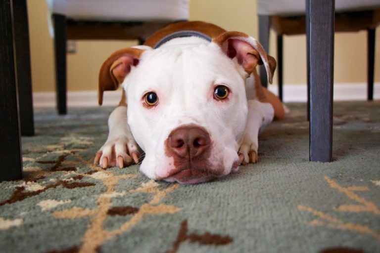 4 Reasons Why Do Dogs Not Like Vacuum Cleaners?