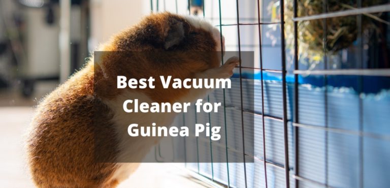 The Best Vacuum for Guinea Pig: Choosing the Right one